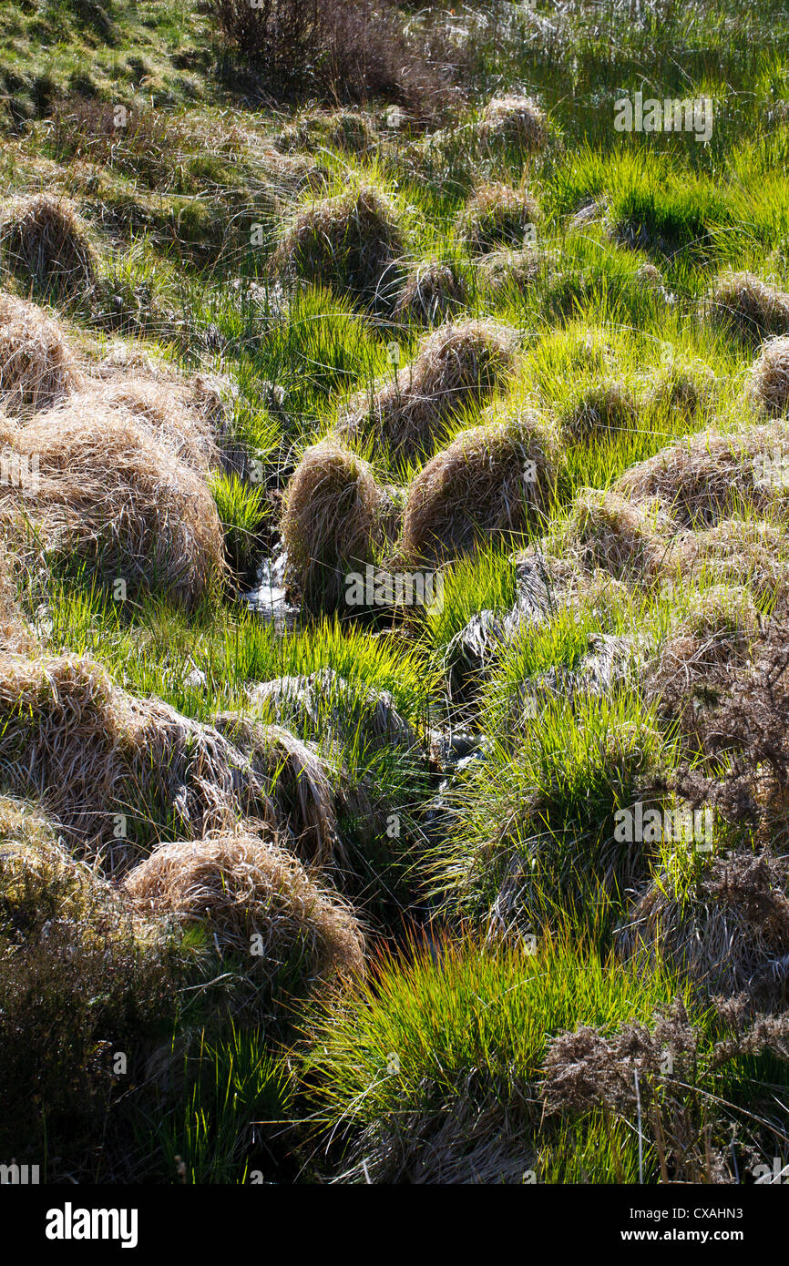 Tussocks of Purple Moor Grass (Molinia caerulea) in Spring. Powys, Wales. May. Stock Photo