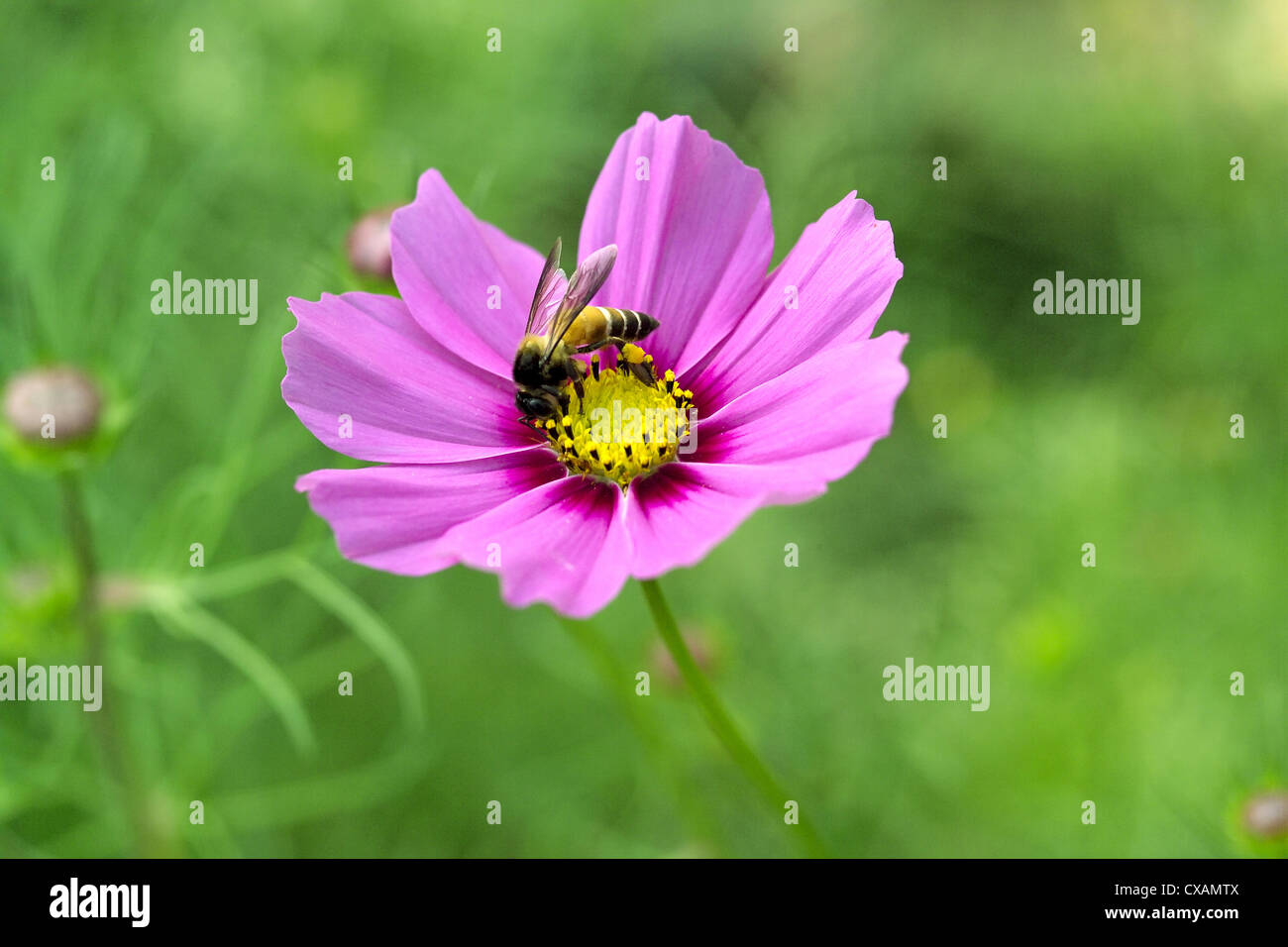 Image of pink cosmos flower with bee hi-res stock photography and ...