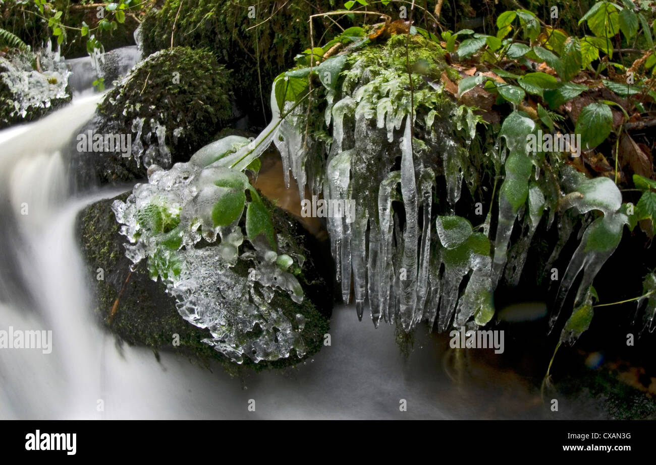 Icicles form around a fast flowing stream in the steep-sided Teign Valley, Dunsford Wood, near Exeter, South Devon, England. Stock Photo