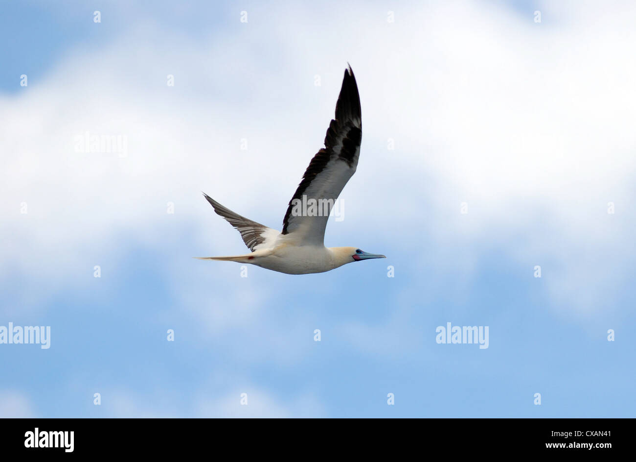 A Red-footed Booby in flight. Latin name Sula sula. Stock Photo