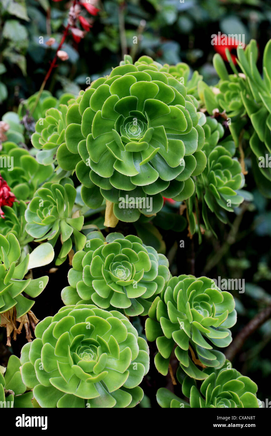 Closeup view of Aenium plants Stock Photo