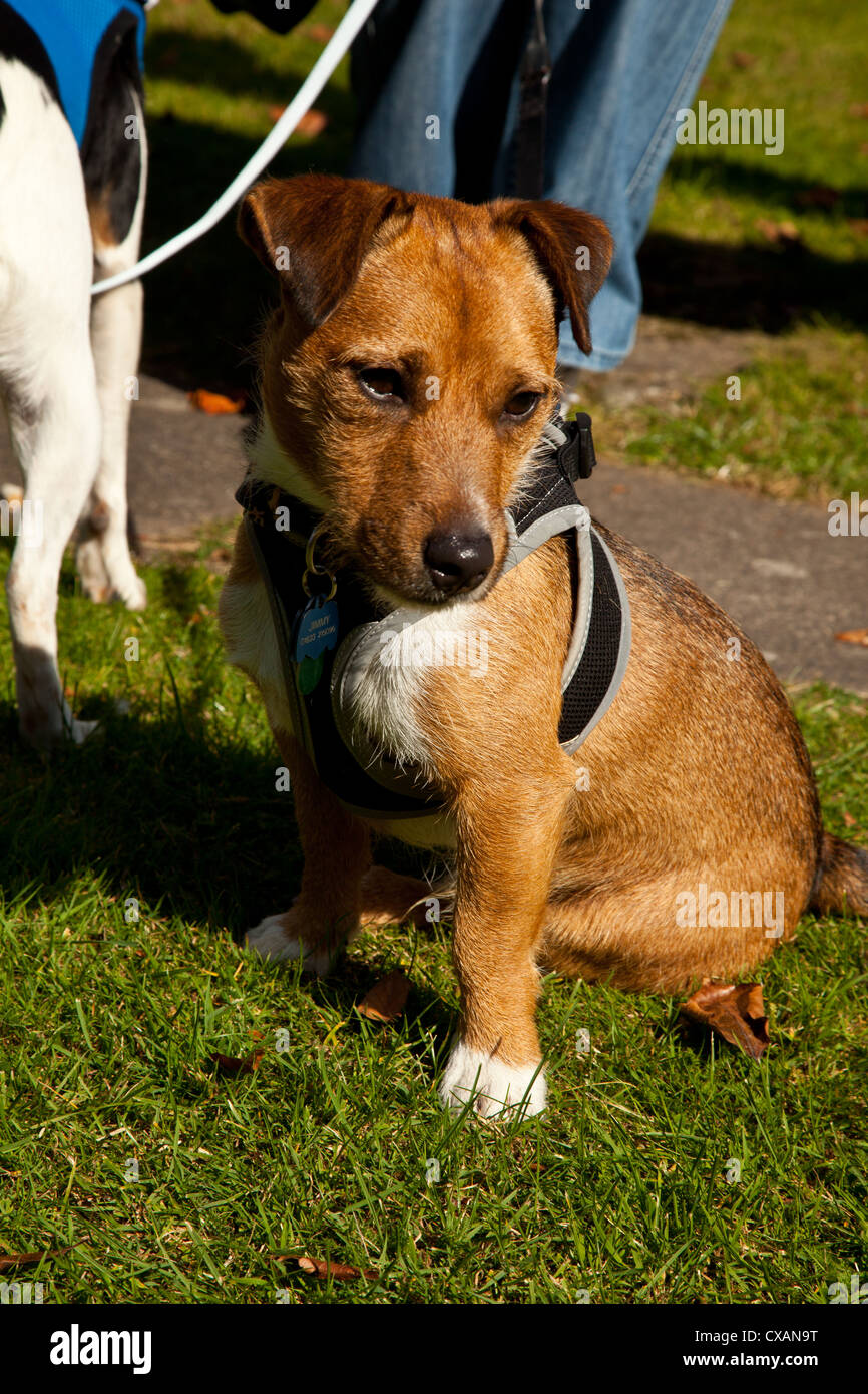 Two jack russell terriers in harnesses and on leads sitting and being trained by lady owner. Stock Photo