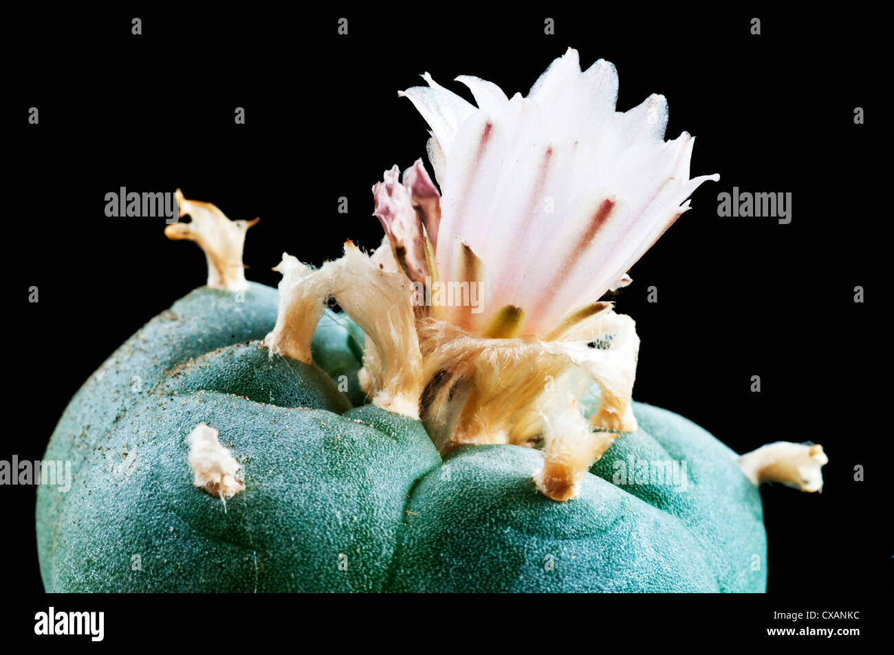 peyote cactus with bloom Stock Photo