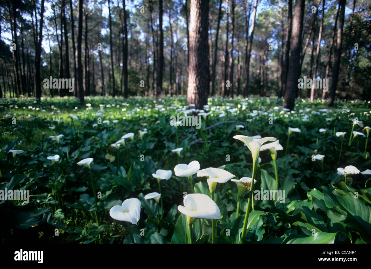 Tuart national park hi-res stock photography and images - Alamy