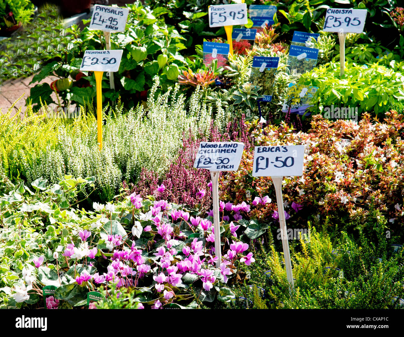 Flowers on display in a market stall Stock Photo