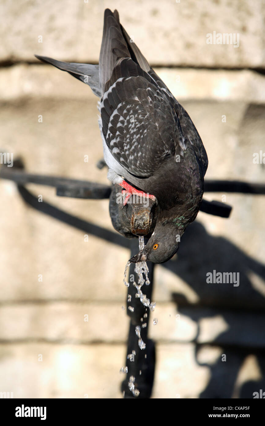Rhodes, pigeon drinking from a faucet Stock Photo