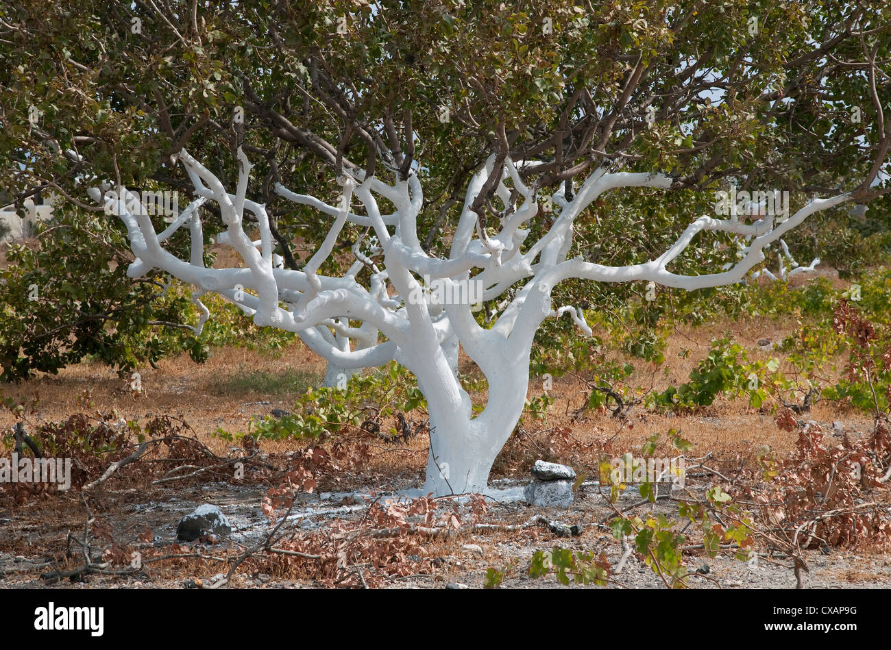 white painted tree, kamari, santorini, greece Stock Photo Alamy