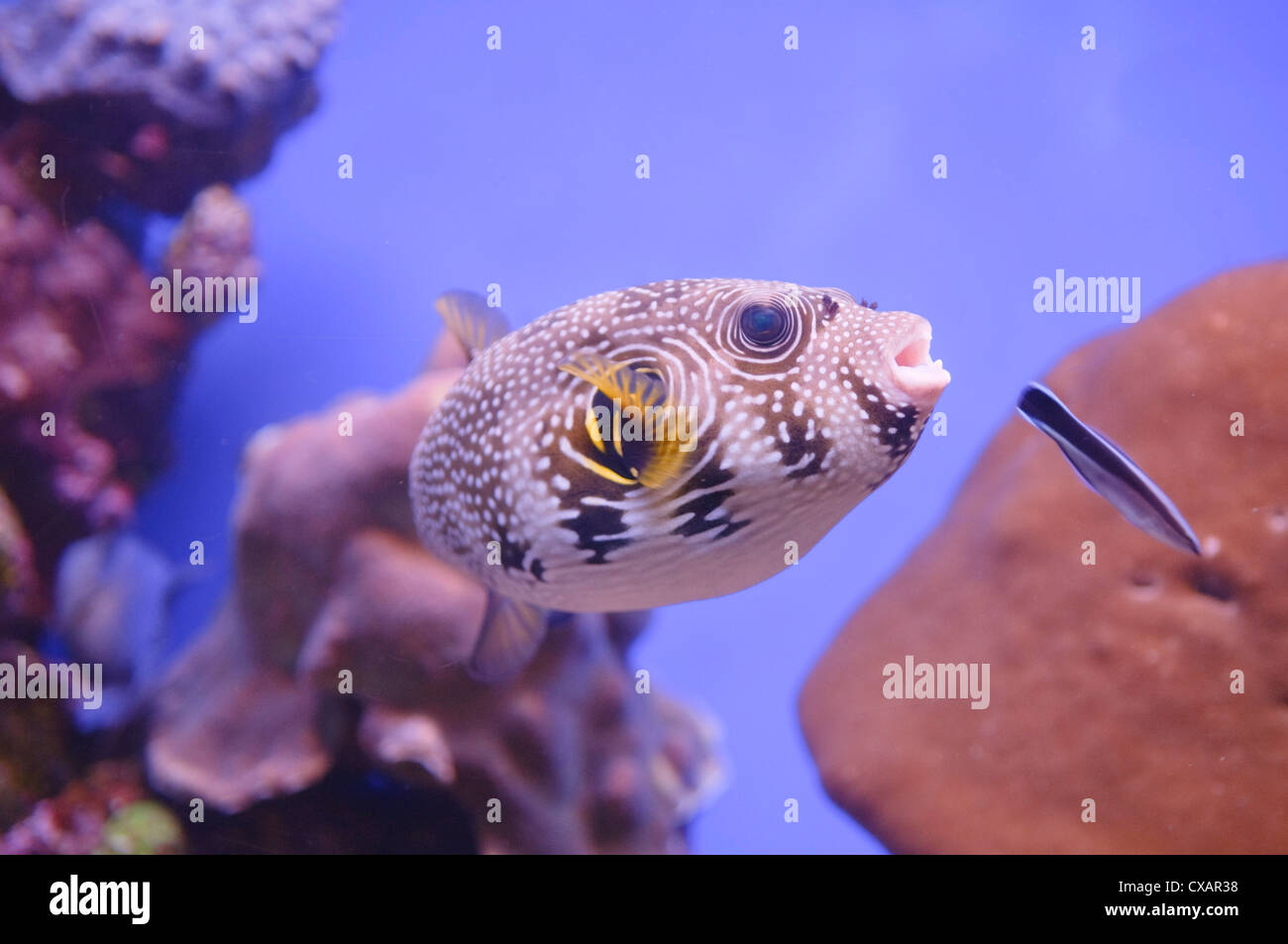 bristly puffer fish (Arothon hispidus) in the Red Sea in Eilat Israel Stock Photo
