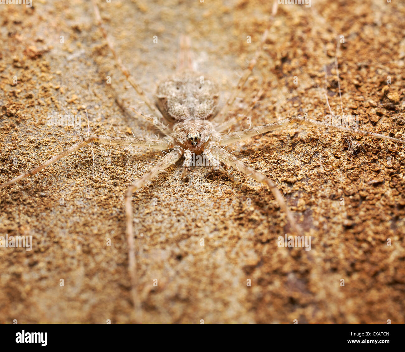 a twin tailed spider camouflaged on the bark of a tree Stock Photo