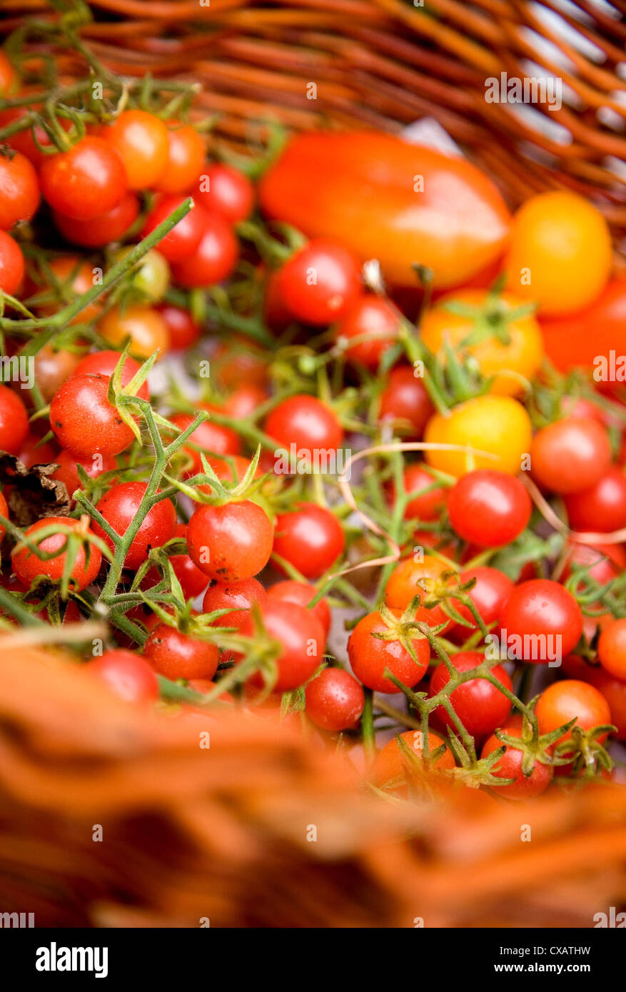 Riedlingen, tomatoes at a farmers market Stock Photo
