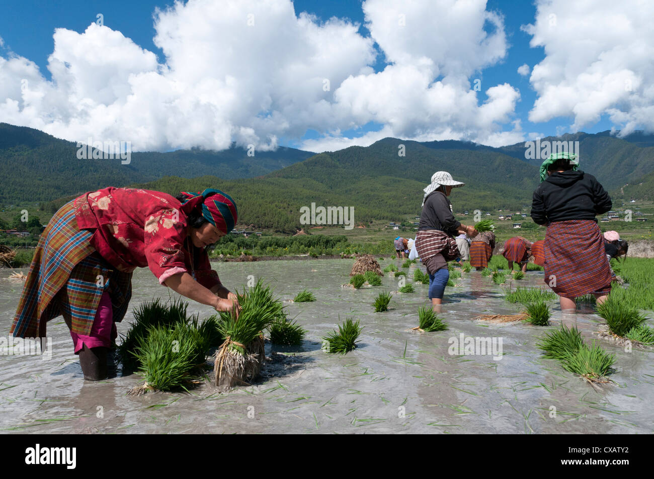 Female farmers transplanting rice shoots into rice paddies, Paro Valley, Bhutan, Asia Stock Photo