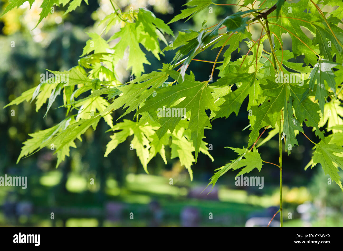 Leaves japanese maple hi-res stock photography and images - Alamy