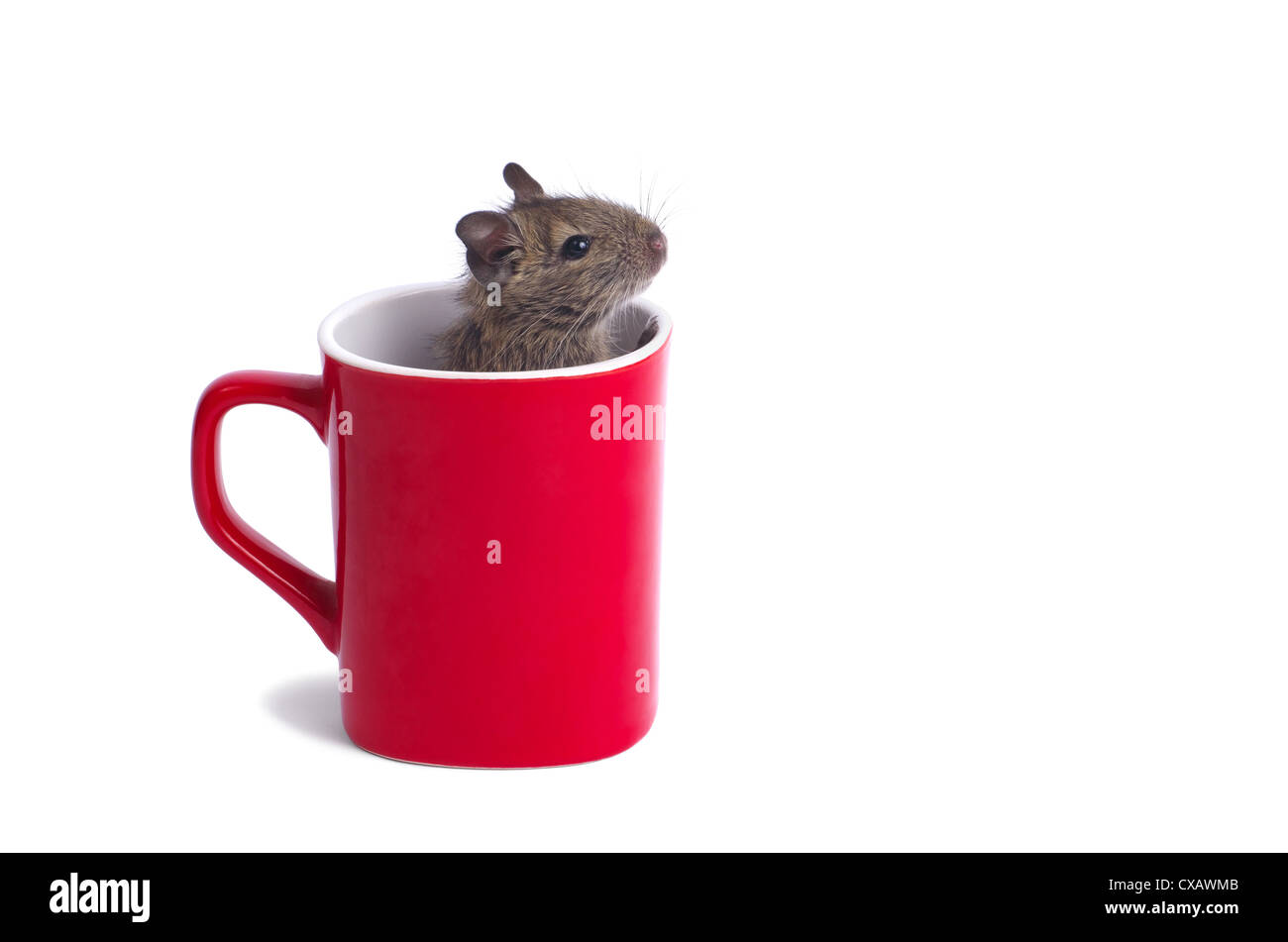 Macro of a mug with degu inside isolated on white Stock Photo
