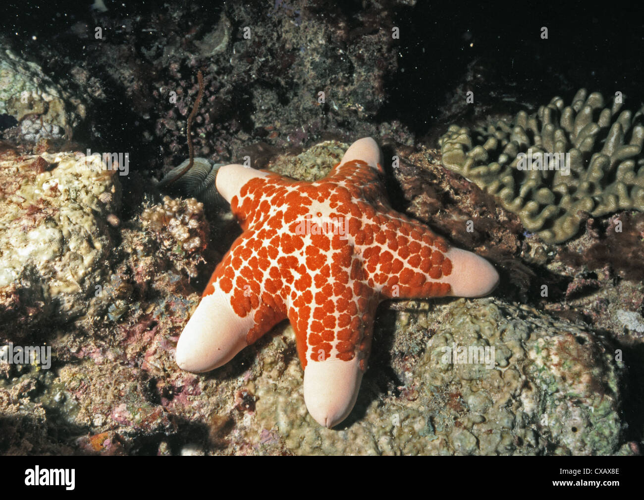 Granulated sea star, Choriaster granulatus. Stock Photo