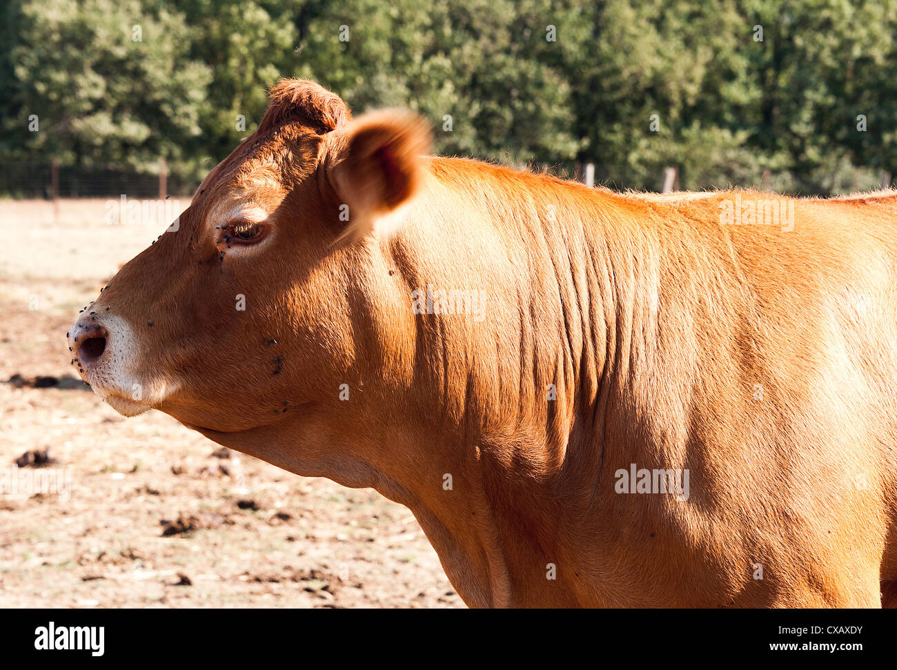 Aubrac Beef Cattle Feeding in a Field at Laval Pradinas Aveyron Midi-Pyrenees France Stock Photo