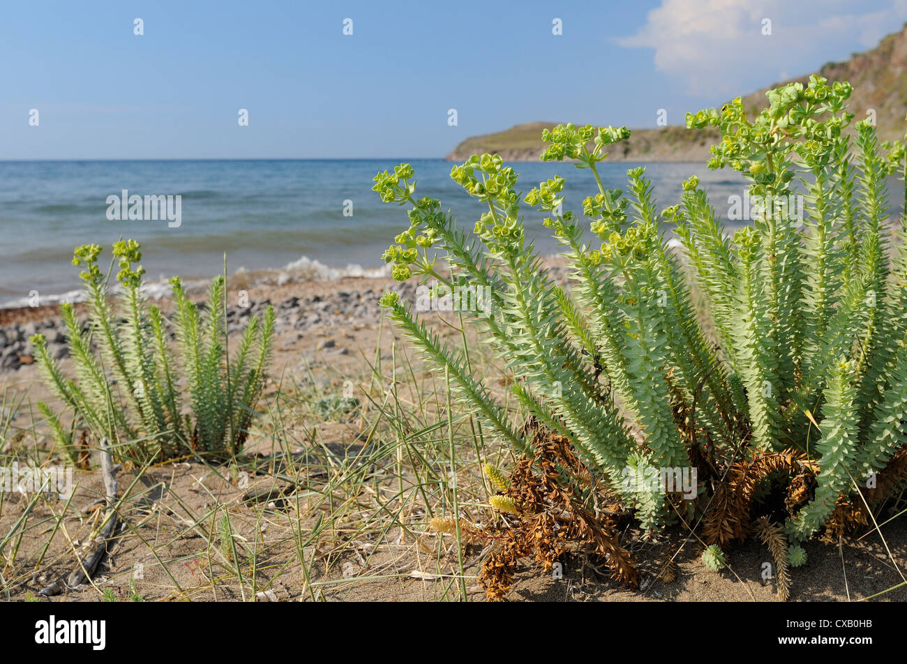 Sea spurge (Euphorbia paralias) clumps flowering in coastal sand dunes behind beach, Lesbos (Lesvos), Greek Islands, Greece Stock Photo