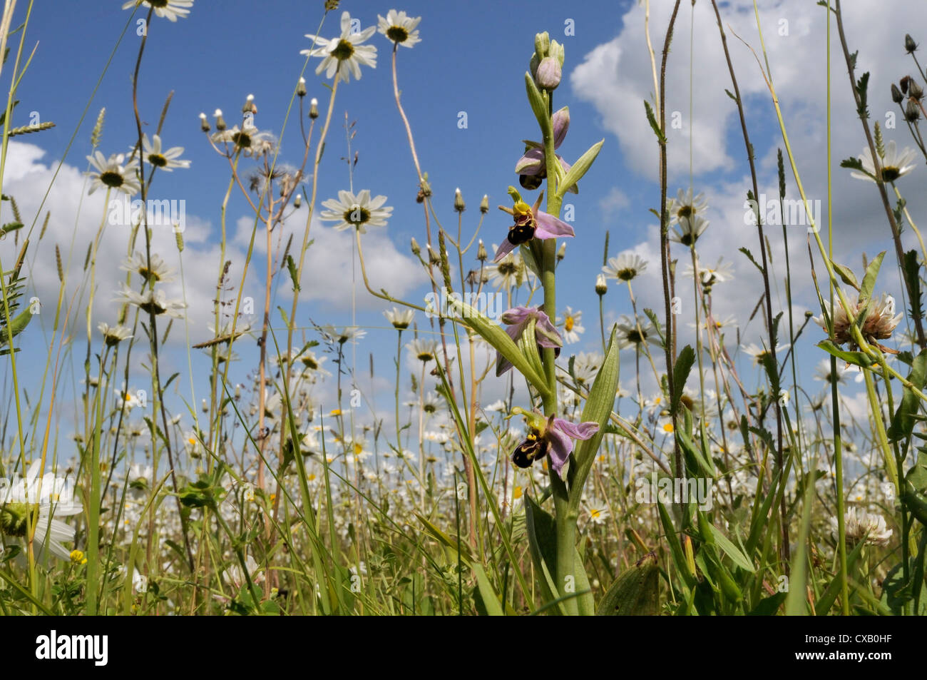 Bee orchid (Ophrys apifera) flowering in hay meadow alongside ox-eye daisies (marguerites) (Leucanthemum vulgare), Wiltshire Stock Photo