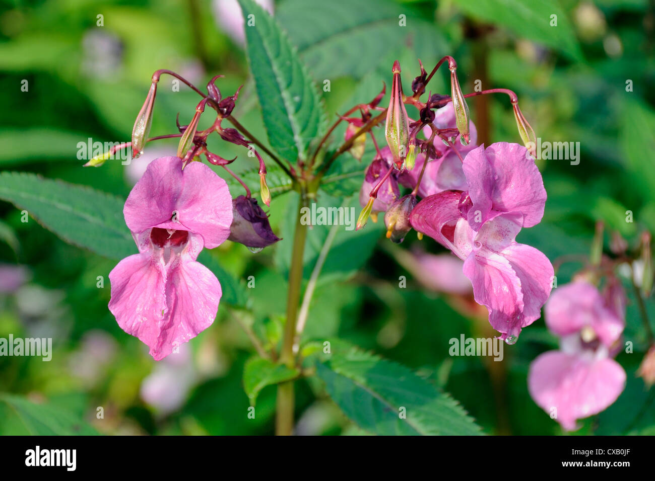 Himalayan balsam (Impatiens glandulifera) flowers and seed pods, Wiltshire, England, United Kingdom, Europe Stock Photo