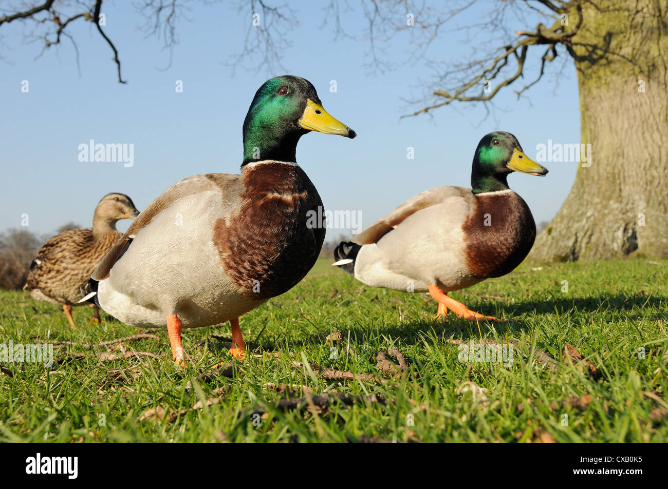 Two Mallard drakes (Anas platyrhynchos) and a duck approaching on grass, Wiltshire, England, United Kingdom, Europe Stock Photo