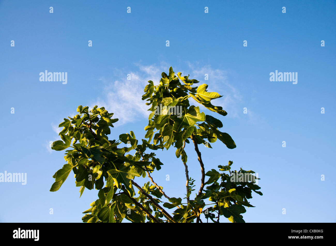Figs growing on a tree Stock Photo