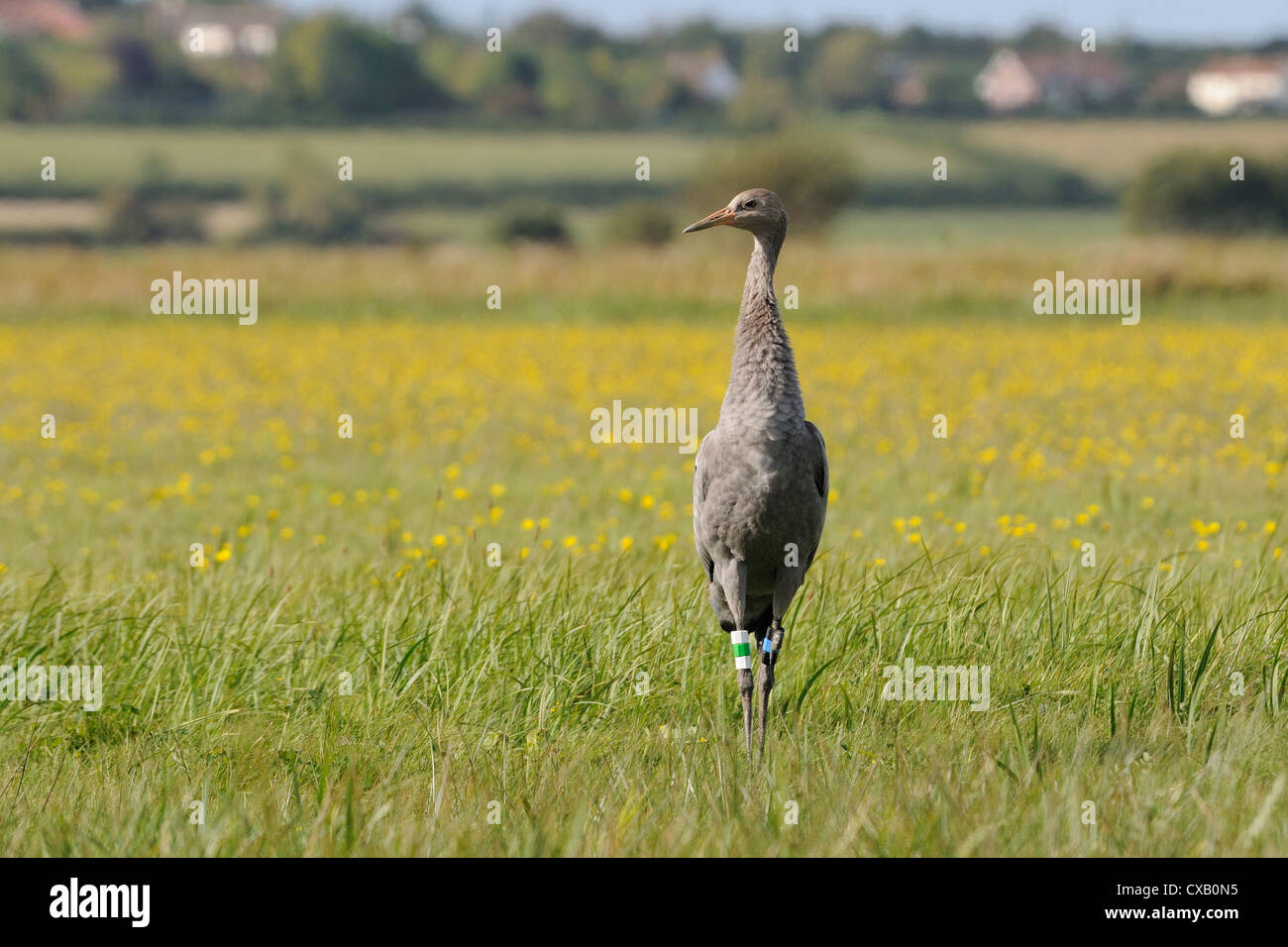 Juvenile Common crane (Eurasian cranes) (Grus grus) released by the Great Crane Project on the Somerset Levels, Somerset Stock Photo