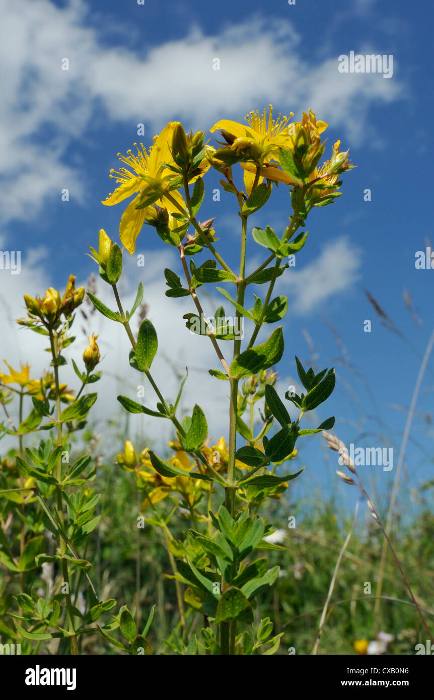 Low angle view of Perforate (Common) St. John's wort (Hypericum perforatum), chalk grassland meadow, Wiltshire, England Stock Photo