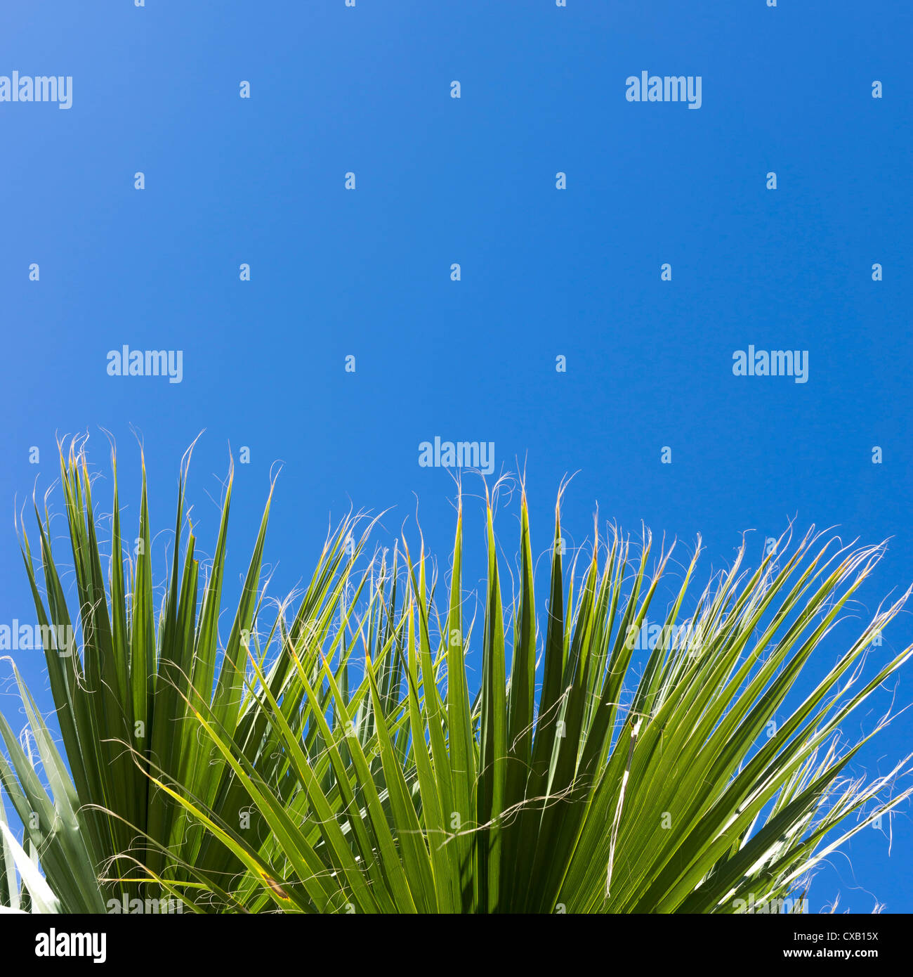 Palm fronds against a deep blue Mediterranean sky, Crete Greece with copy space Stock Photo