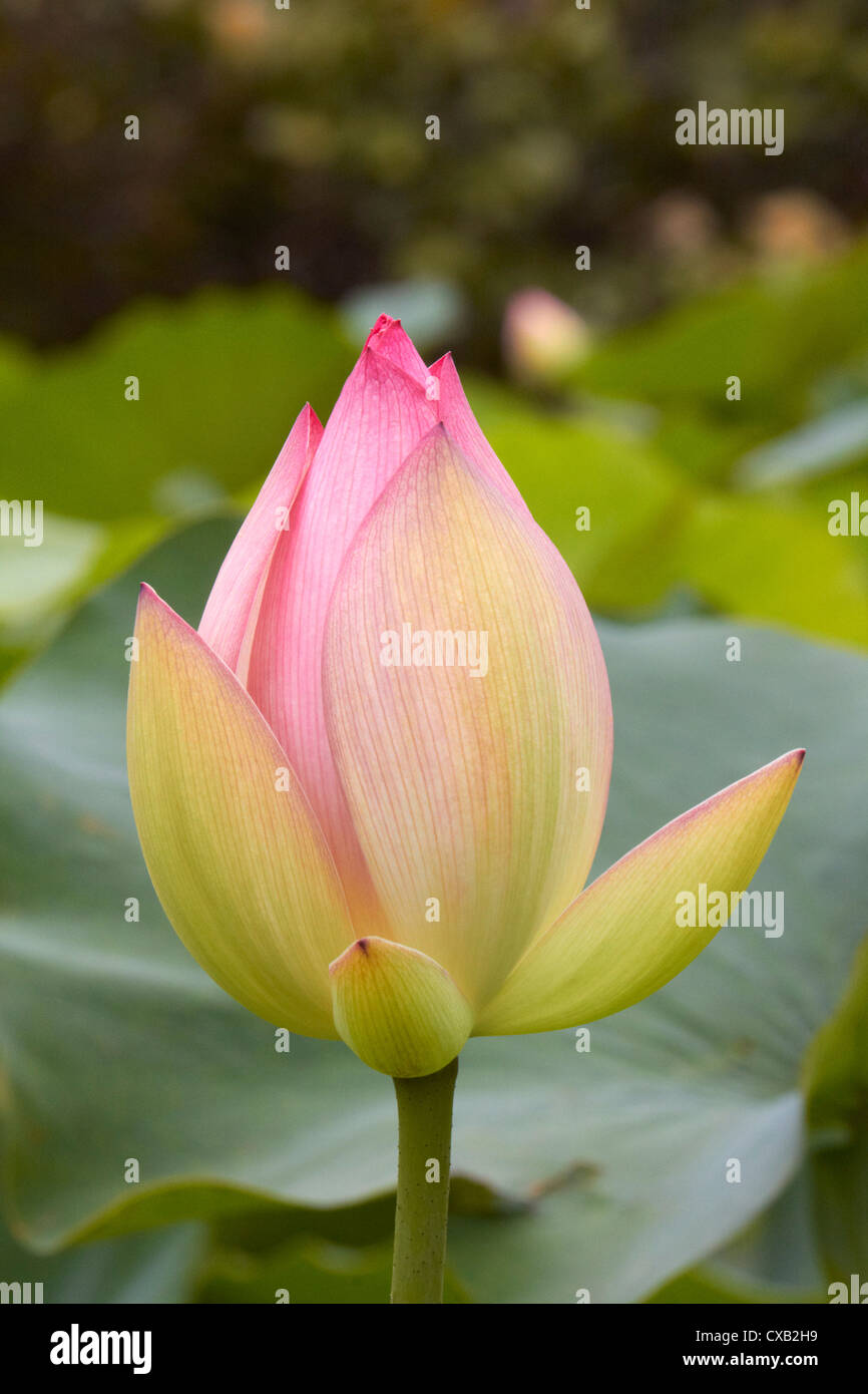 Pink Lotus flower in bud. Amanzimtoti, KwaZuluNatal, South Africa