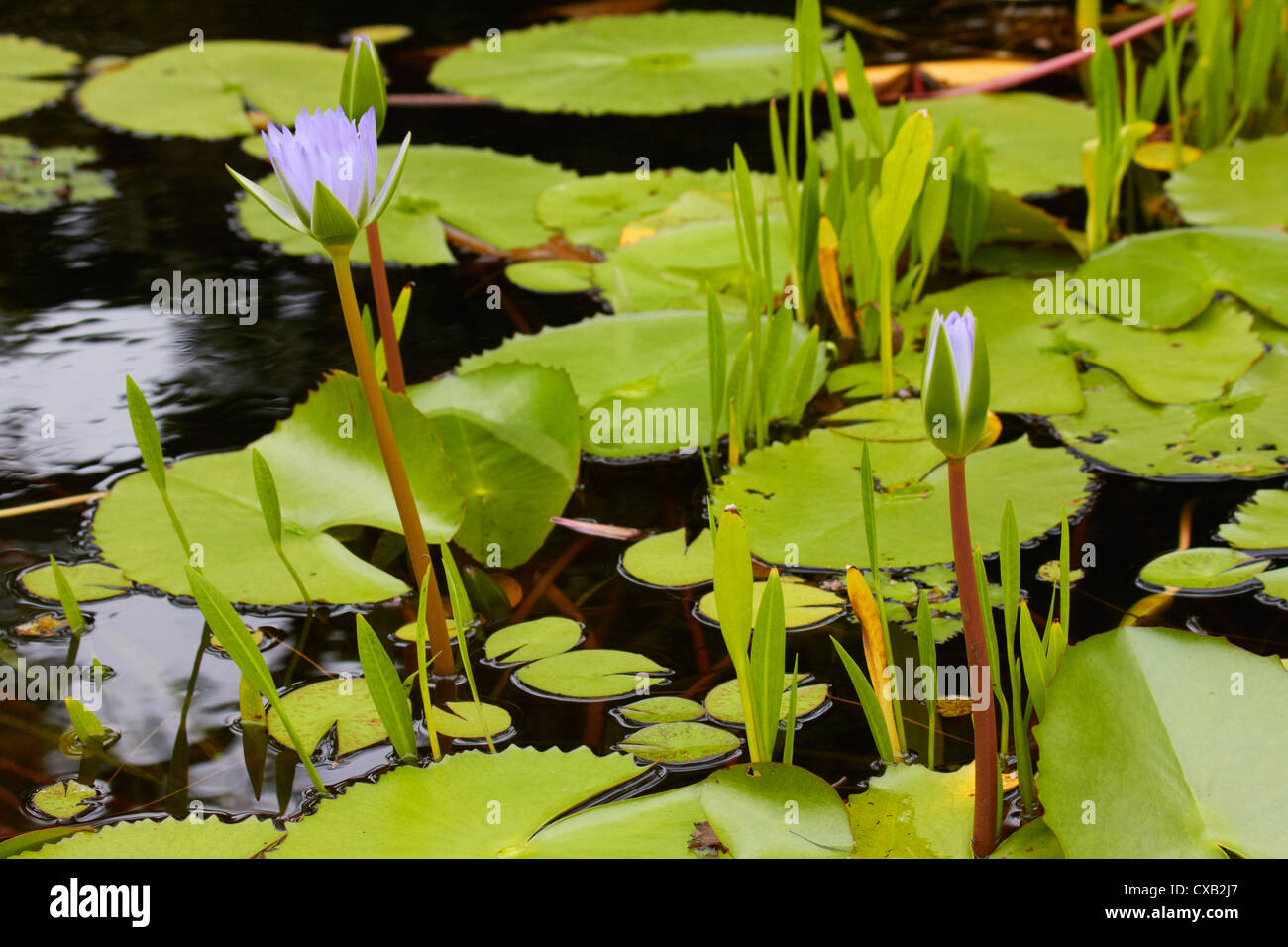 Egyptian Lily High Resolution Stock Photography and Images - Alamy