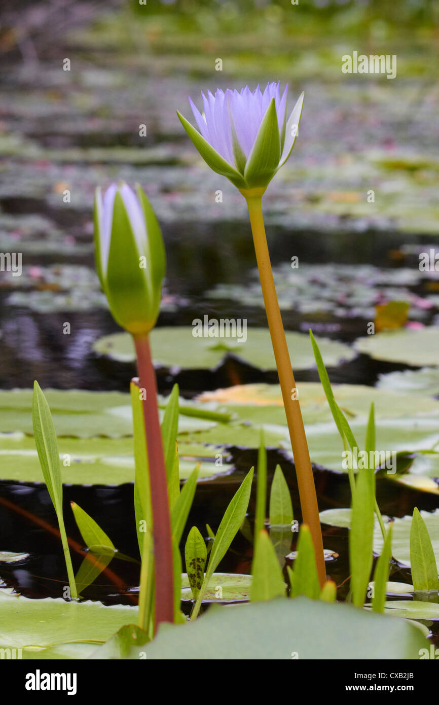 Blue Egyptian Water Lily High Resolution Stock Photography and Images ...