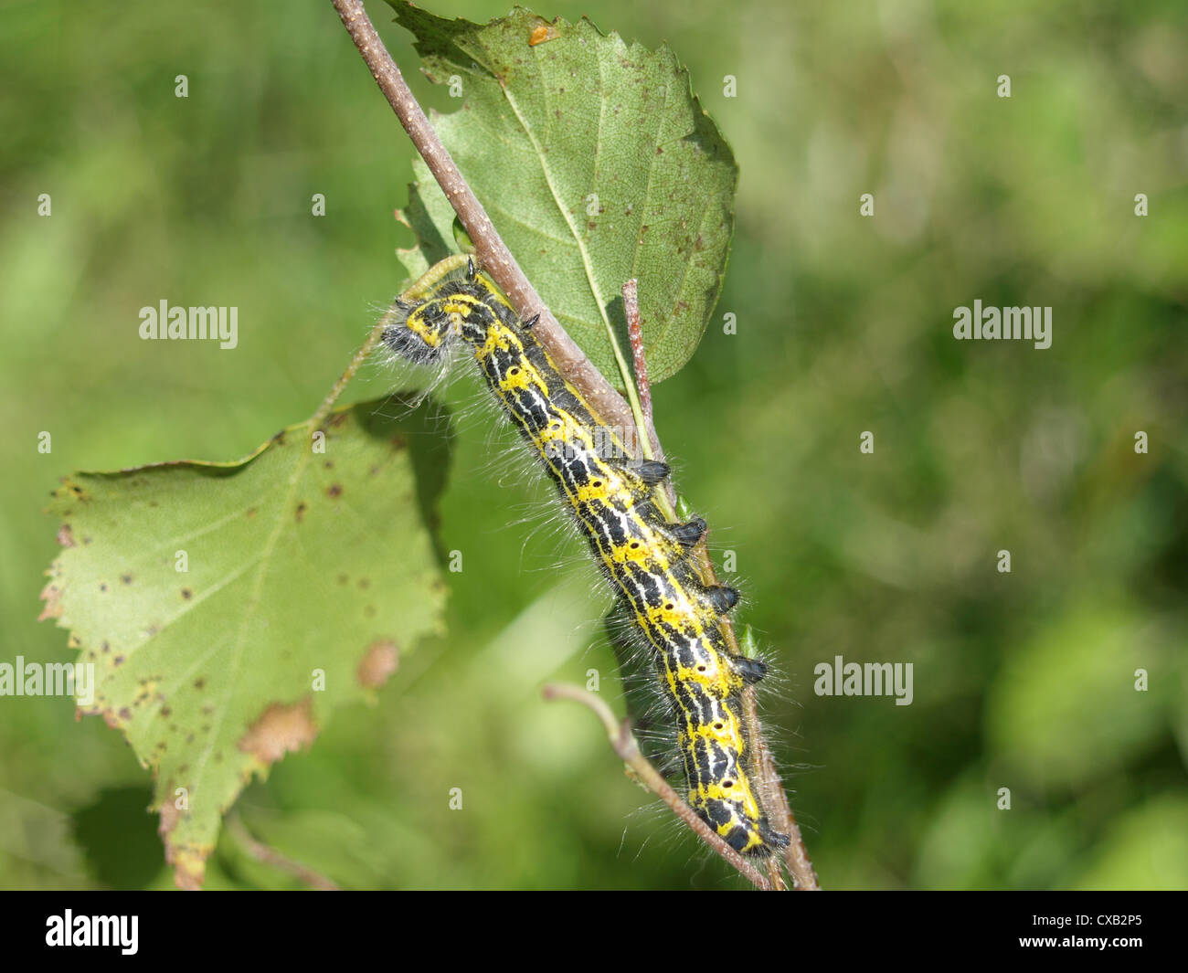 caterpillar from buff-tip moth / Phalera bucephala / Raupe vom Mondvogel Stock Photo