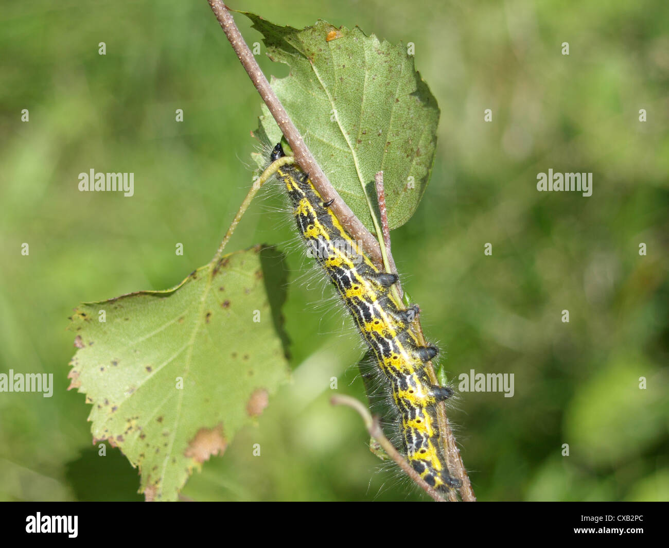 caterpillar from buff-tip moth / Phalera bucephala / Raupe vom Mondvogel Stock Photo