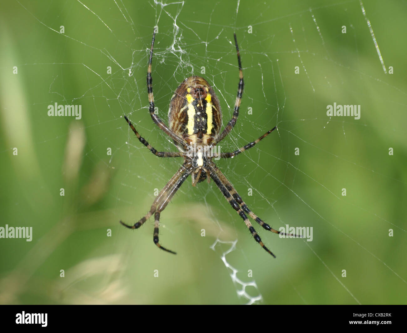 wasp spider / Argiope bruennichi / Wespenspinne Stock Photo