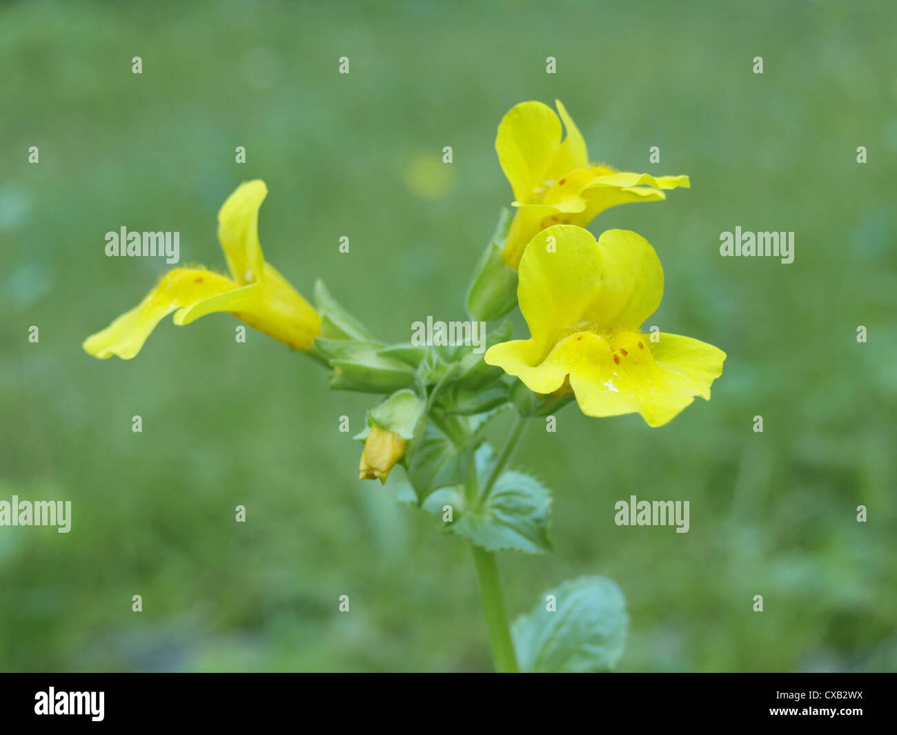 wildflower with yellow blooms / Wildblume mit gelben Blüten Stock Photo