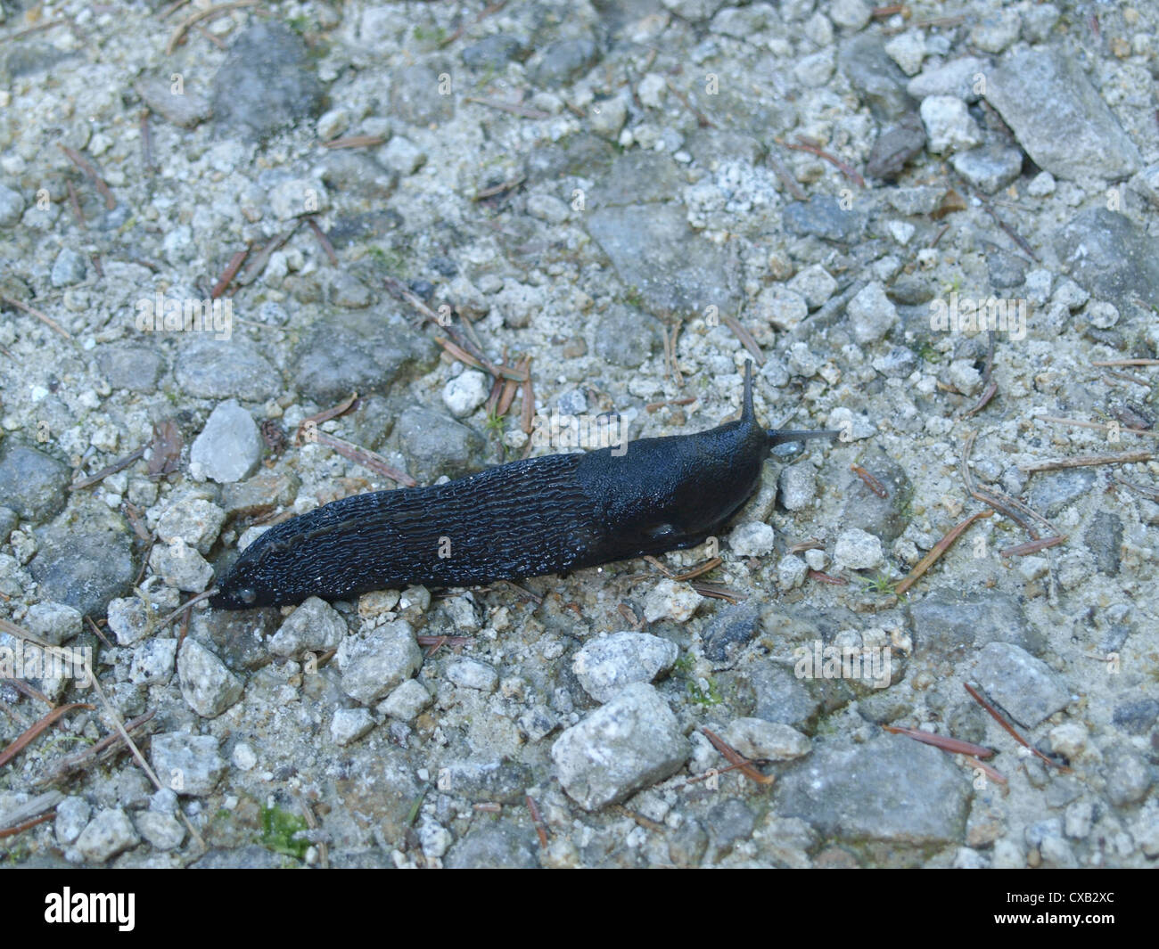 black slug, black arion / Arion ater / Schwarze Wegschnecke Stock Photo