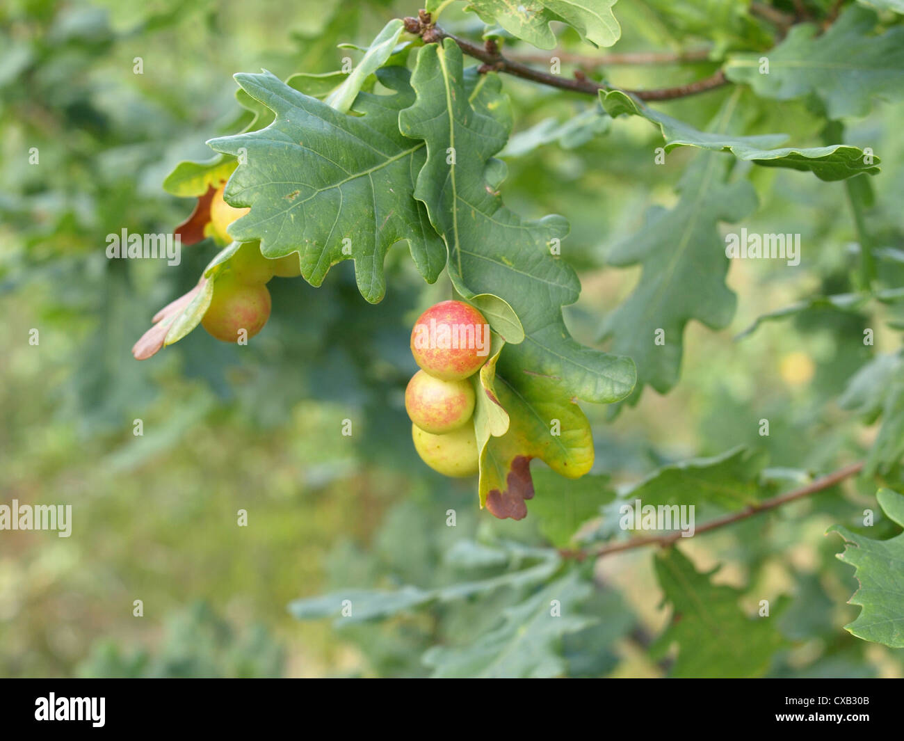oak apples on a oak tee / Galläpfel an einem Eichenbaum Stock Photo