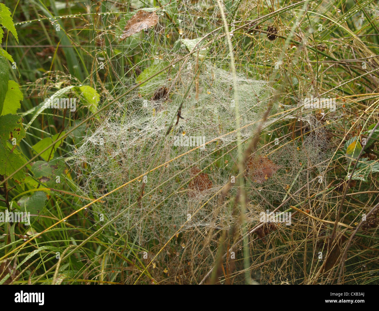 spiderweb with water drops between plants / Spinnennetz mit Wassertropfen zwischen Pflanzen Stock Photo