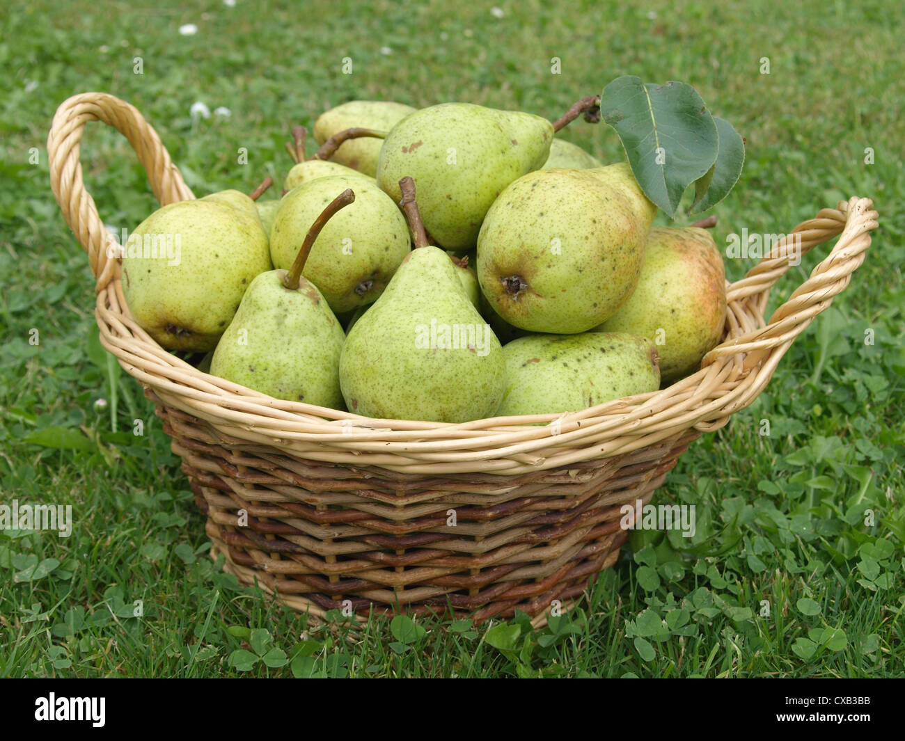 pears in a wicker basket / Birnen im Weidenkorb Stock Photo - Alamy
