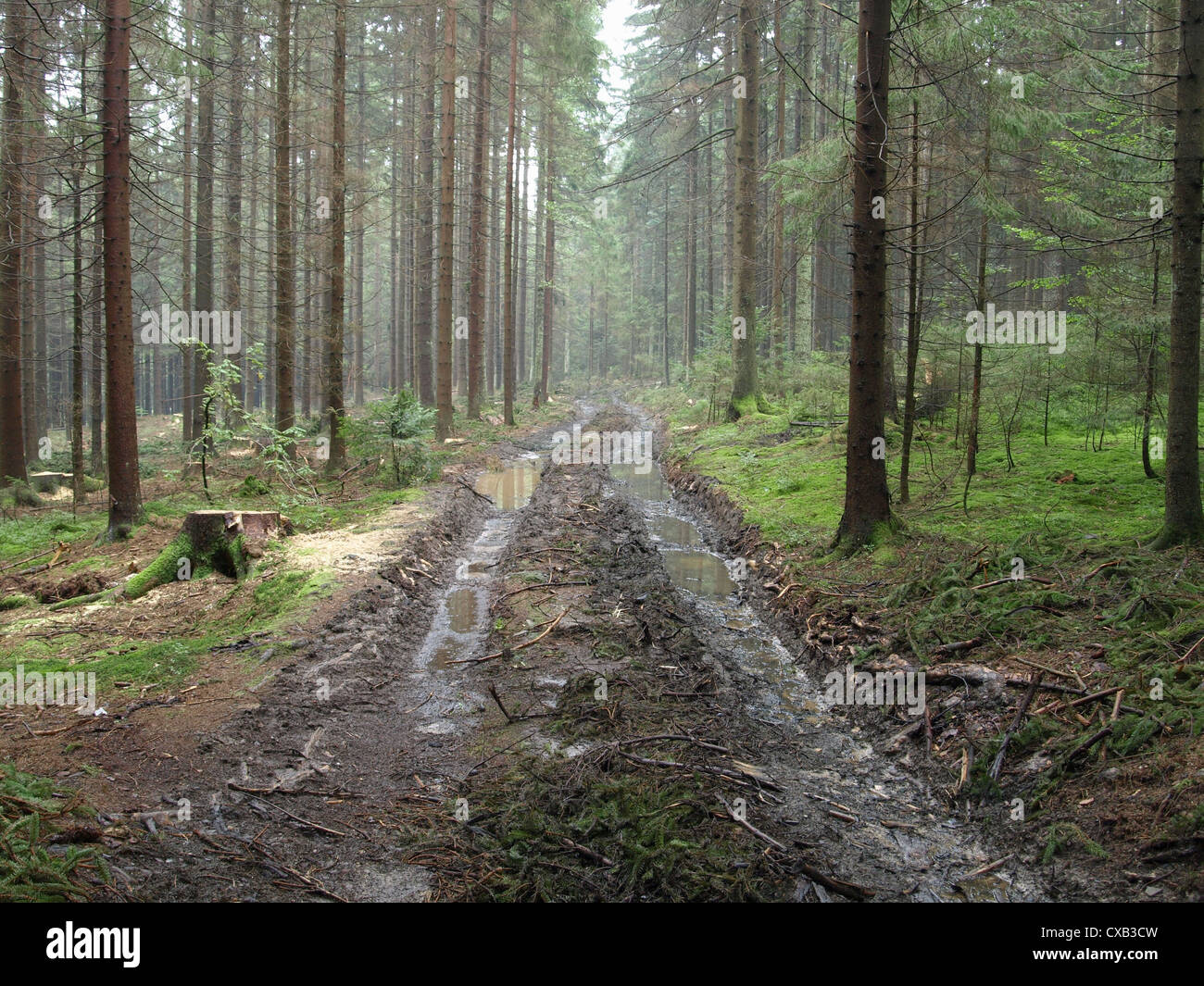 hiking trail after forestry / Wanderweg nach Forstarbeiten Stock Photo ...