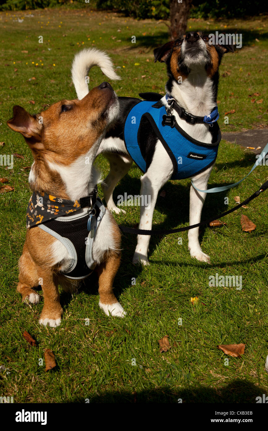 Two jack russell terriers in harnesses and on leads sitting and being trained by lady owner