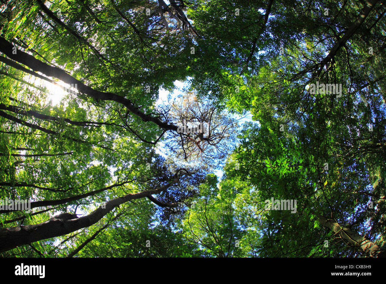 Looking up through trees to bright blue sky Stock Photo Alamy