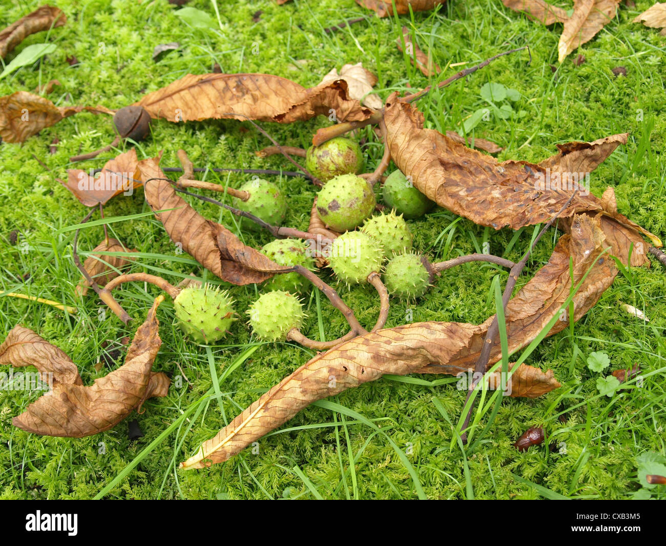 green, spiky capsules with conkers from horse-chestnut / grüne, stachelige Kapseln mit Samen der Rosskastanie Stock Photo