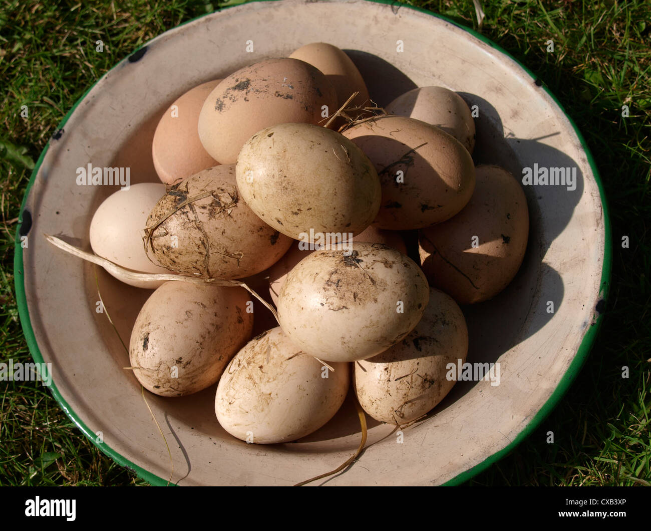 Free range eggs, UK Stock Photo Alamy