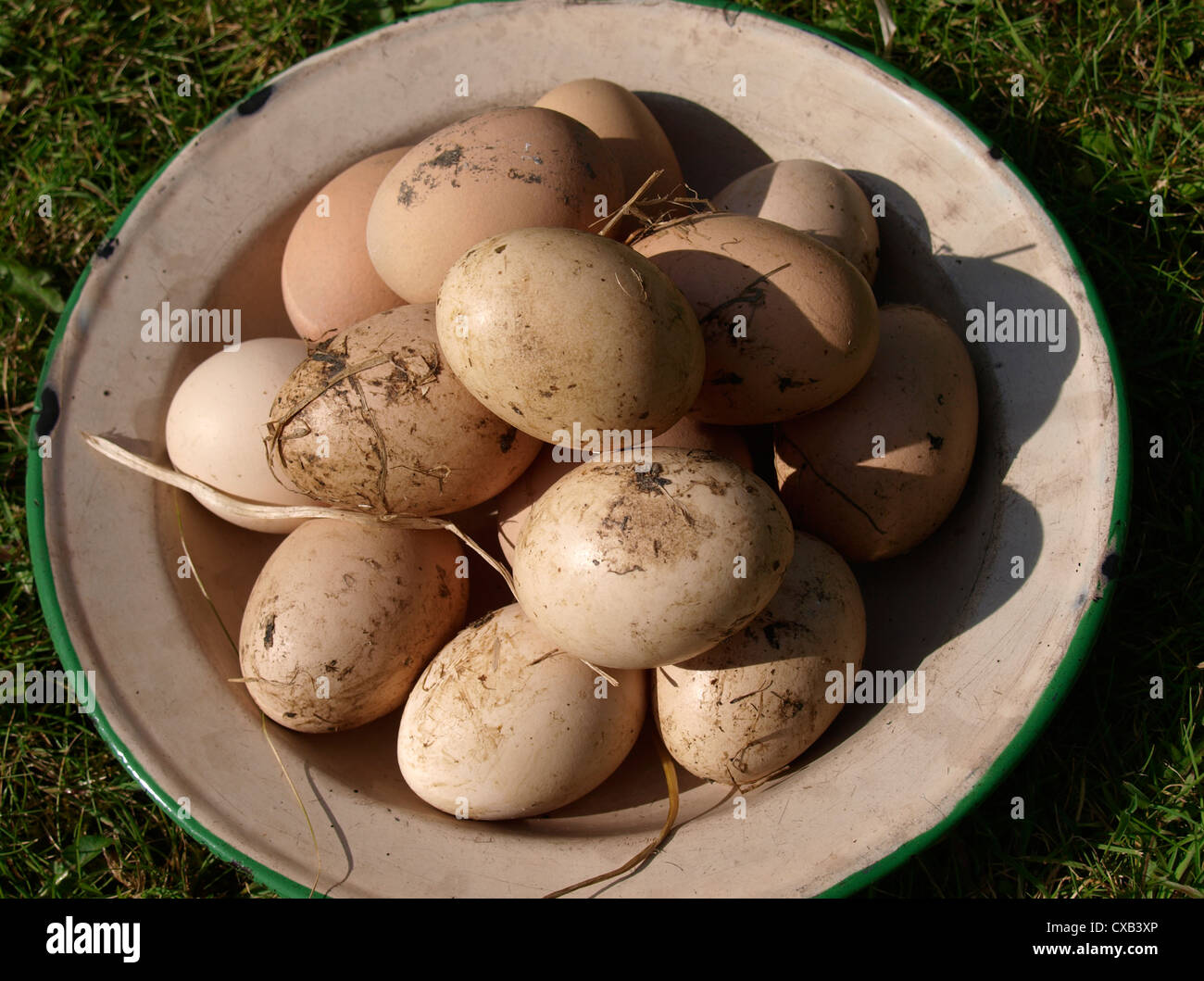 Free range eggs, UK Stock Photo