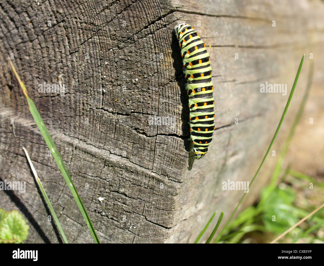 caterpillar from old world swallowtail / Papilio machaon / Raupe vom Schwalbenschwanz Stock Photo