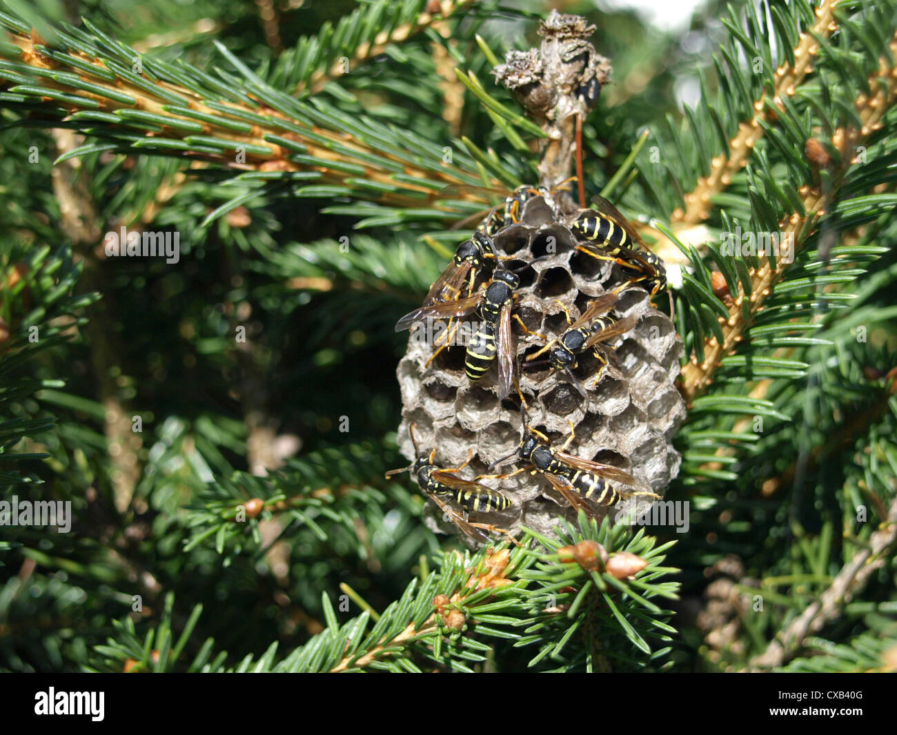 eusocial wasps with nest / Feldwespen mit Nest Stock Photo