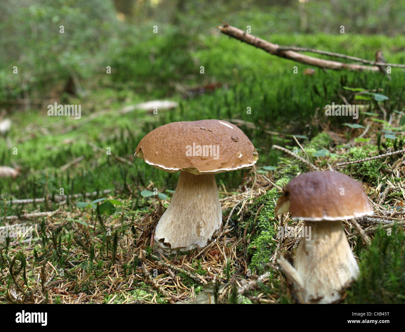 penny bun, porcino, cep / Boletus edulis / Gemeiner Steinpilz, Fichten ...