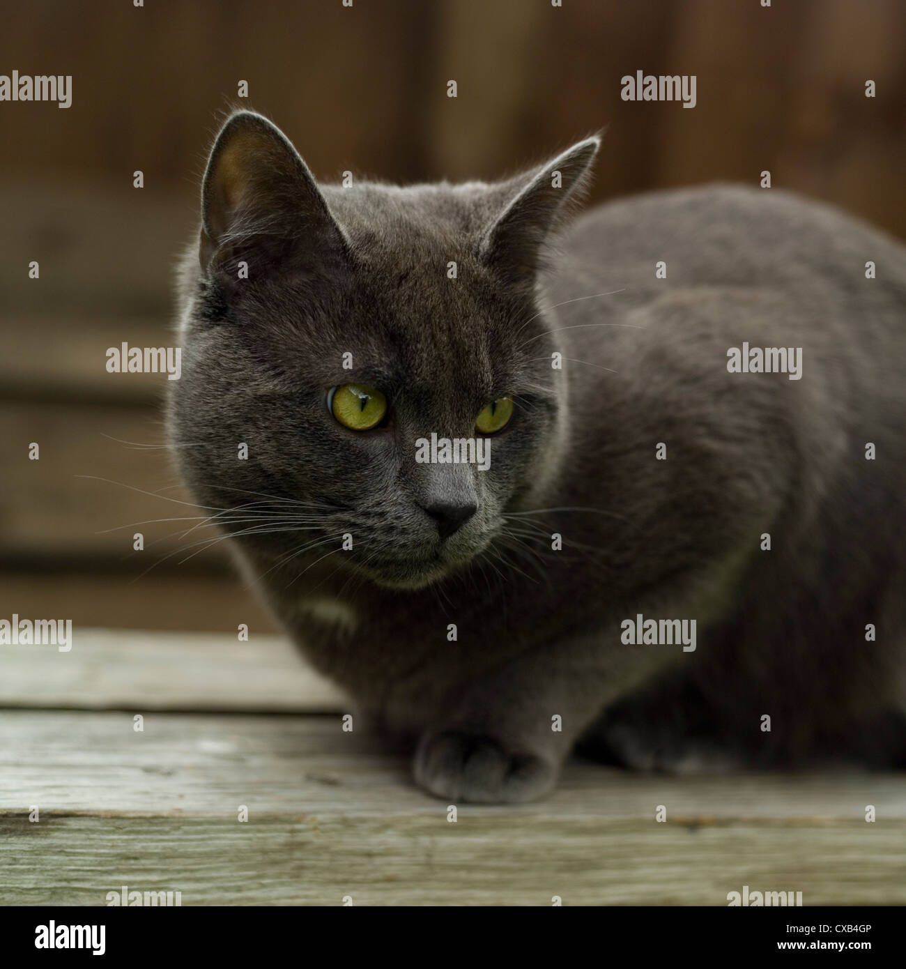 a cat in the garden Stock Photo - Alamy