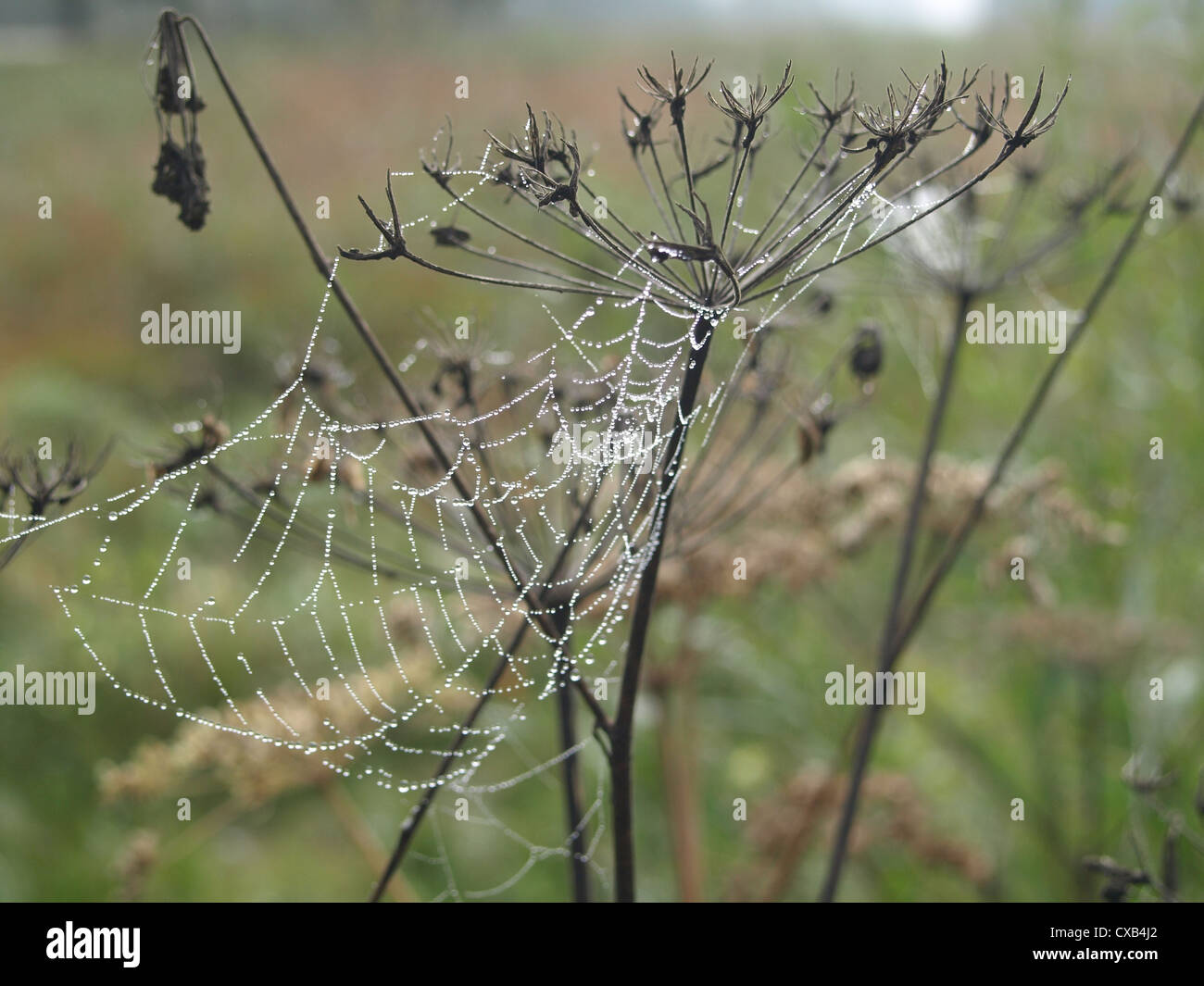 spider web on a hogweed in autumn / Spinnennetz an einem Bärenklau im Herbst Stock Photo
