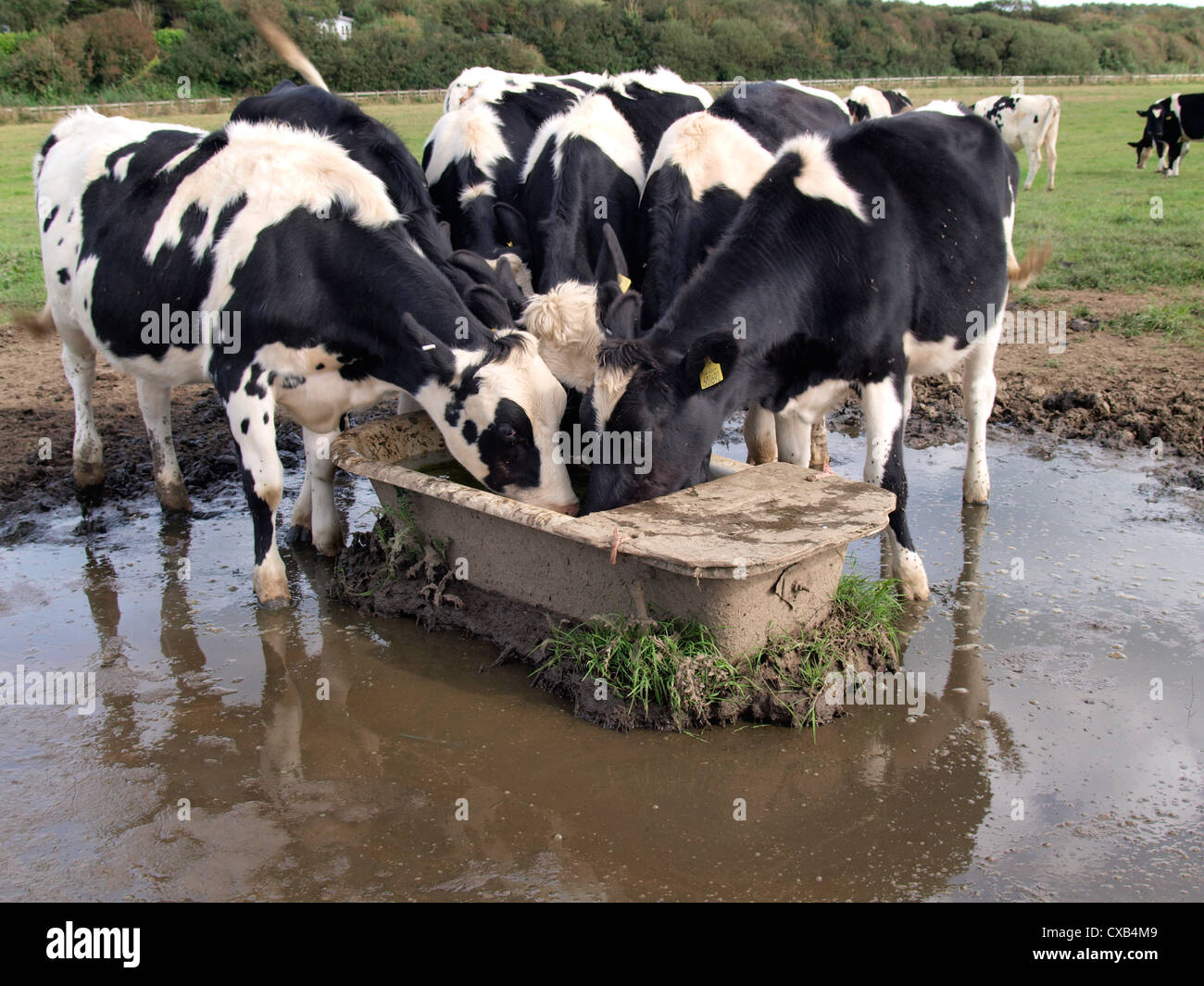 cows-drinking-out-of-an-old-bath-cornwall-uk-CXB4M9.jpg